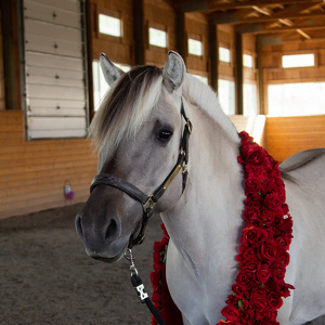 Team Page: Team Solvi